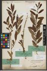 Foto von Salix triandra subsp. amygdalina (L.) Schübl. & G. Martens